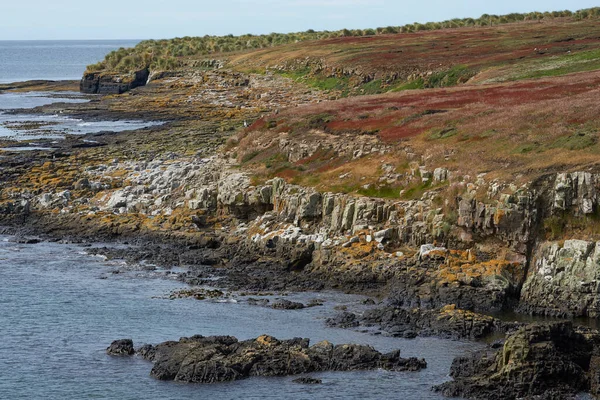 Coloridos Líquenes Plantas Que Cubren Costa Rocosa Isla Bleaker Las —  Fotos de Stock