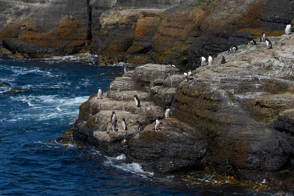 Pinguins Rockhopper Eudyptes Chrysocome Dirigem Para Mar Partir Afloramento Rochoso — Fotografia de Stock