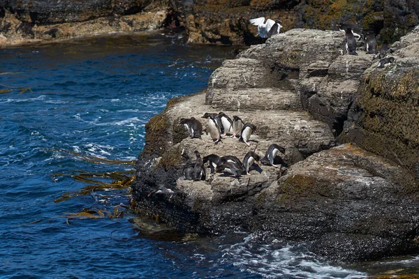 Pingüinos Rockhopper Eudyptes Chrysocome Dirigiéndose Mar Desde Afloramiento Rocoso Costa —  Fotos de Stock