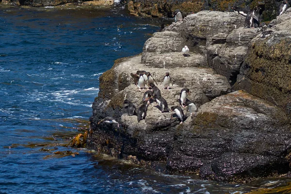 Pinguini Rockhopper Eudyptes Chrysocome Diretti Mare Affioramento Roccioso Sulla Costa — Foto Stock