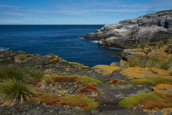 Coloridos Líquenes Plantas Que Cubren Costa Rocosa Isla Bleaker Las — Foto de Stock