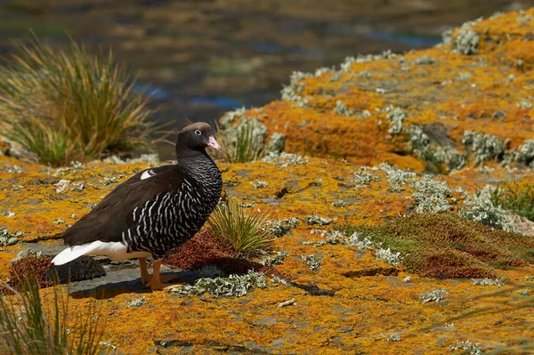 Θηλυκό Kelp Goose Chloephaga Hybrida Malvinarum Ένα Βράχο Καλυμμένο Λειχήνες — Φωτογραφία Αρχείου