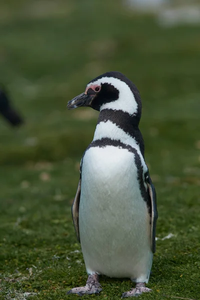 Pingüinos Magallánicos Spheniscus Magellanicus Anidando Los Pastizales Isla Bleaker Las — Foto de Stock