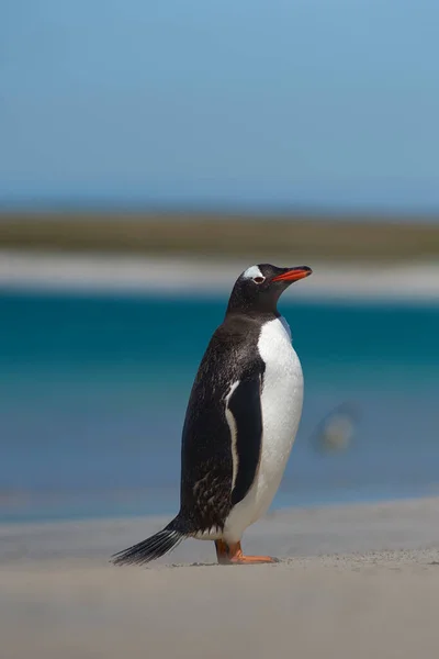 Gentoo Penguins Pygoscelis Papua 在海上觅食一天后上岸 福克兰群岛Bleaker岛 — 图库照片