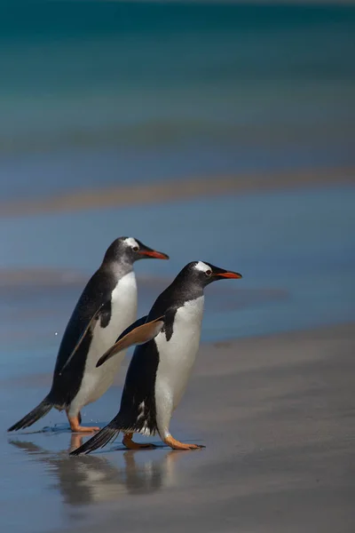 Πιγκουίνοι Gentoo Pygoscelis Papua Έρχονται Στην Ξηρά Μετά Από Μια — Φωτογραφία Αρχείου