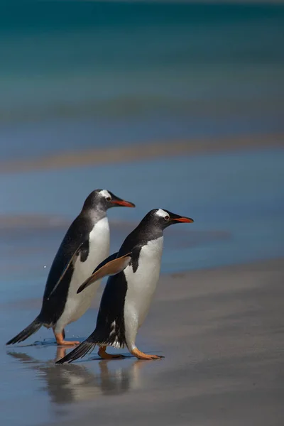 Gentoo Penguins Pygoscelis Papua Que Desembarcan Después Día Alimentación Mar —  Fotos de Stock