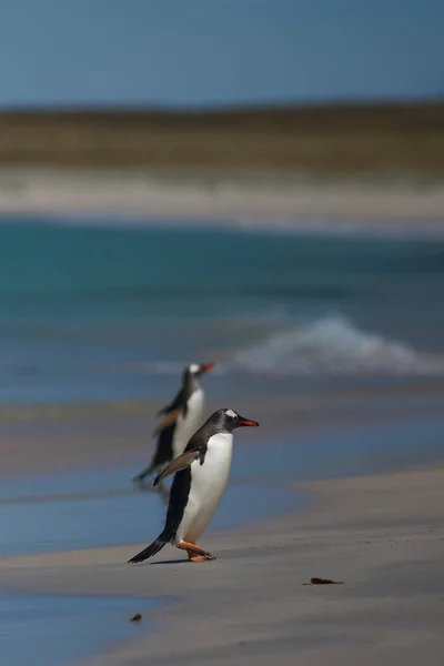 Gentoo Penguins Pygoscelis Papua 在海上觅食一天后上岸 福克兰群岛Bleaker岛 — 图库照片