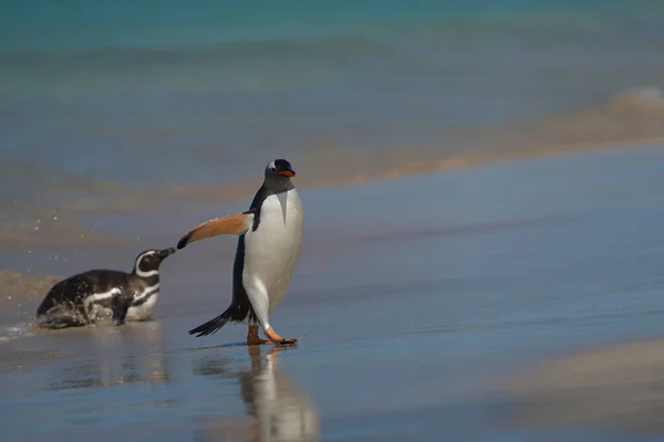 Gentoo Pingwiny Pygoscelis Papua Schodzą Ląd Dniu Spędzonym Karmieniu Morzu — Zdjęcie stockowe