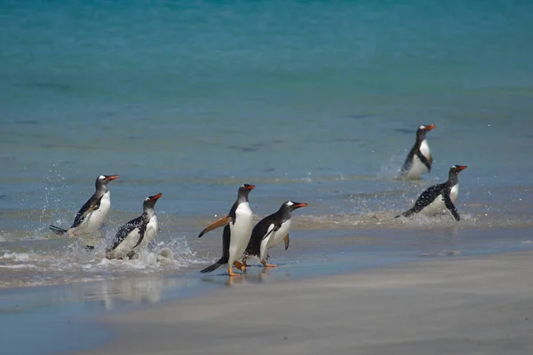 Gentoo Penguins Pygoscelis Papua Que Desembarcan Después Día Alimentación Mar — Foto de Stock