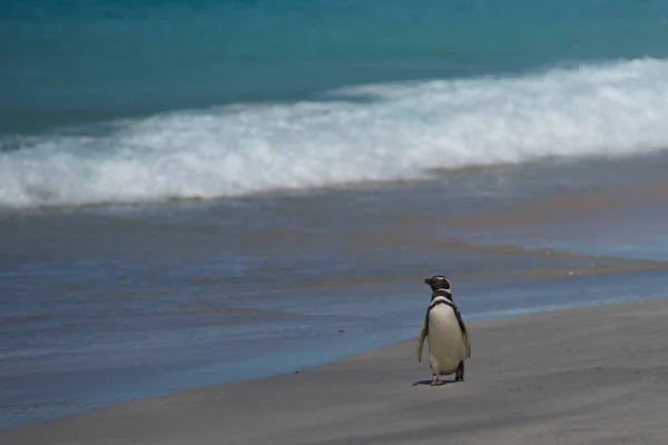 Pingüino Magallanes Spheniscus Magellanicus Emergiendo Del Mar Una Gran Playa —  Fotos de Stock