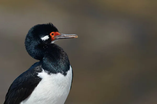 Rock Shag Phalacrocorax Magellanicus Pie Los Acantilados Isla Bleaker Las — Foto de Stock