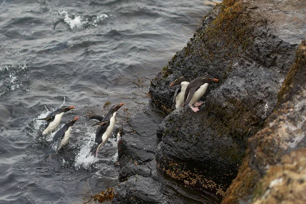 Πιγκουίνοι Rockhopper Eudyptes Chrysocome Αποβιβάζονται Στους Βραχώδεις Βράχους Του Νησιού — Φωτογραφία Αρχείου
