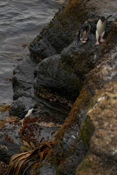 Rockhopper Penguins Eudyptes Chrysocome Přichází Břeh Skalnatých Útesech Ostrova Bleaker — Stock fotografie