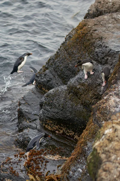 Rockhopper Pinguine Eudyptes Chrysocome Auf Den Felsigen Klippen Von Bleaker — Stockfoto
