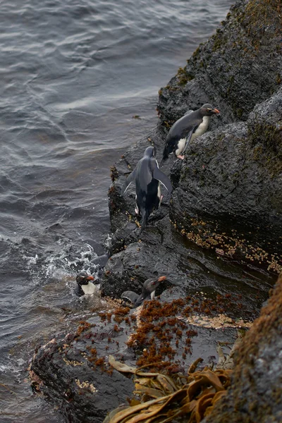 Rockhopper Penguins Eudyptes Chrysocome Přichází Břeh Skalnatých Útesech Ostrova Bleaker — Stock fotografie