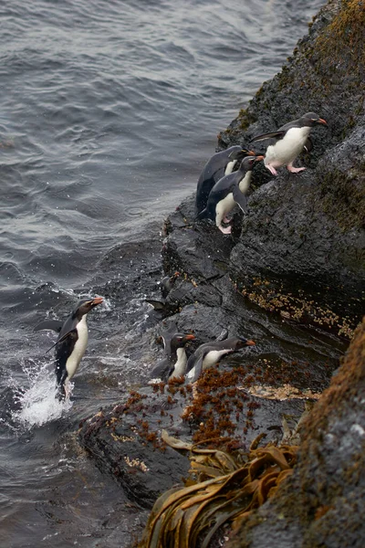 Pingüinos Rockhopper Eudyptes Chrysocome Que Desembarcan Los Acantilados Rocosos Isla —  Fotos de Stock