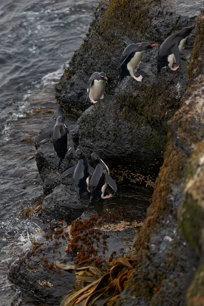 Rockhopper Penguenleri Eudyptes Chrysocome Falkland Adaları Ndaki Bleaker Adası Nın — Stok fotoğraf