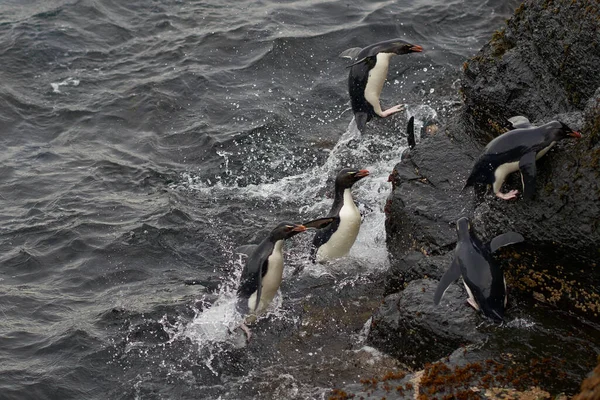 Pingüinos Rockhopper Eudyptes Chrysocome Que Desembarcan Los Acantilados Rocosos Isla —  Fotos de Stock