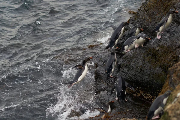 Pingüinos Rockhopper Eudyptes Chrysocome Que Desembarcan Los Acantilados Rocosos Isla — Foto de Stock