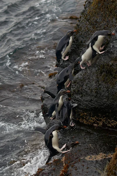 Rockhopper Penguins Eudyptes Chrysocome Partra Száll Falkland Szigeteki Bleaker Sziget — Stock Fotó