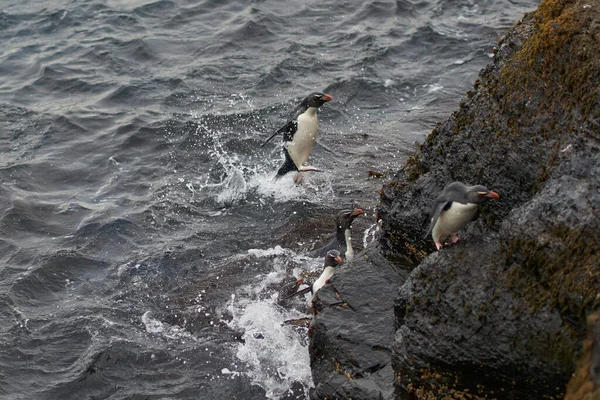 Pinguini Rockhopper Eudyptes Chrysocome Sbarcano Sulle Scogliere Rocciose Dell Isola — Foto Stock