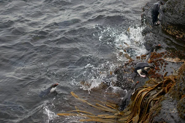 Pingüinos Rockhopper Eudyptes Chrysocome Que Desembarcan Los Acantilados Rocosos Isla —  Fotos de Stock