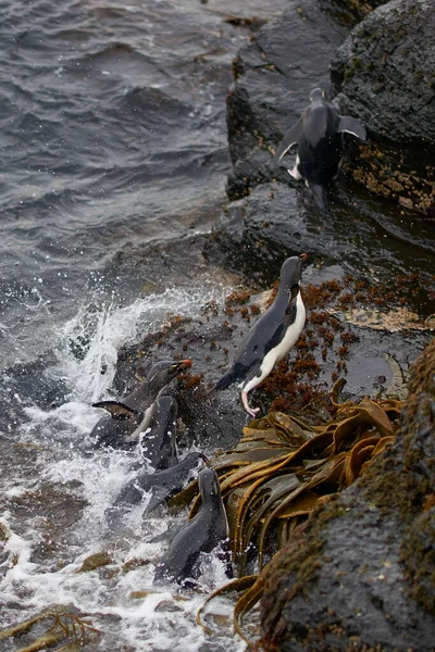 Pinguins Rockhopper Eudyptes Chrysocome Chegando Terra Nas Falésias Rochosas Ilha — Fotografia de Stock