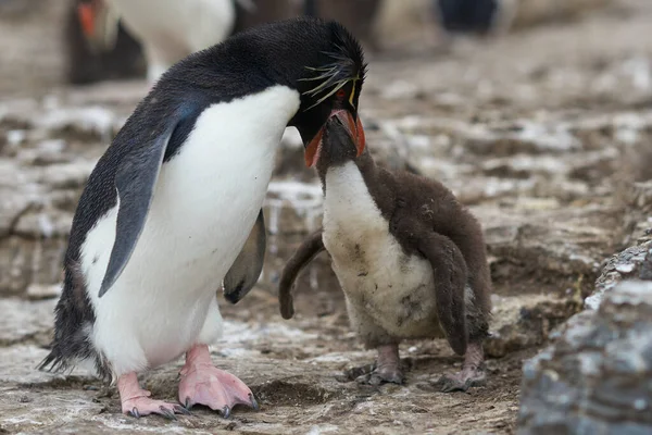 Dorosły Pingwin Rockhopper Eudyptes Chrysocome Karmi Prawie Pełni Dorosłą Pisklę — Zdjęcie stockowe