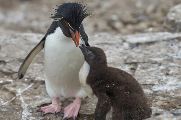 Dospělý Rockhopper Penguin Eudyptes Chrysocome Krmení Téměř Dospělého Mláděte Útesech — Stock fotografie