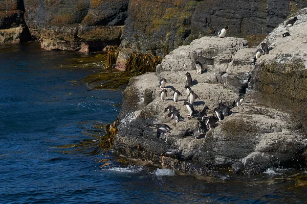 Rockhopper Penguins Eudyptes Chrysocome Falkland Szigeteki Bleaker Sziget Partjainál Lévő — Stock Fotó