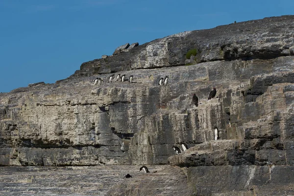 位于福克兰群岛布雷克岛海岸的一个岩石露头处 落石企鹅 Eudyptes Chrysocome 正从一个岩石露头飞向大海 — 图库照片