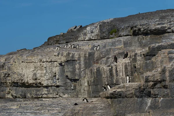 Pingouins Pèlerins Eudyptes Chrysocome Dirigeant Vers Mer Partir Affleurement Rocheux — Photo