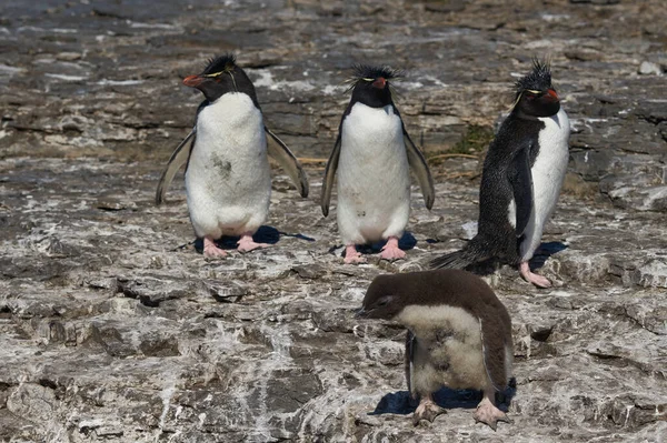 Colonia Pingüinos Rockhopper Eudyptes Chrysocome Con Polluelos Los Acantilados Isla — Foto de Stock