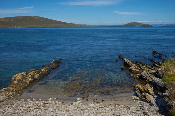 Нетронутое Побережье Острова Каркас Фолклендских Островах — стоковое фото