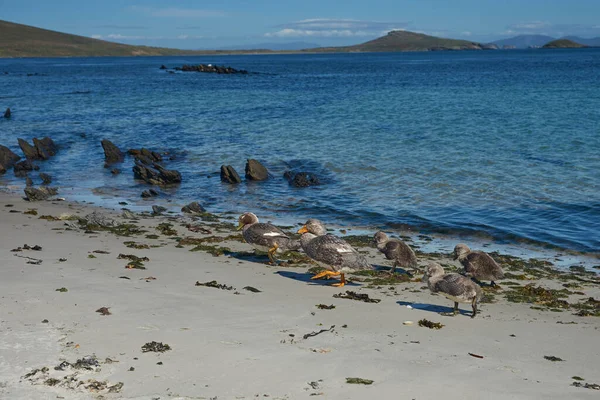 Falklandi Steamer Ducks Tachyeres Brachypterus Falkland Szigeteki Carcass Sziget Partjainál — Stock Fotó