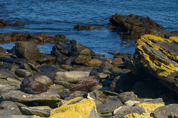 Zwarte Oestervangers Haematopus Ater Rotsachtige Kust Van Carcass Island Falklandeilanden — Stockfoto