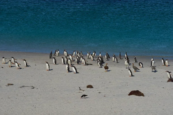 Gentoo Penguins Pygoscelis Papua Leopard Beach Carcass Island Falkland Islands — Stock Photo, Image