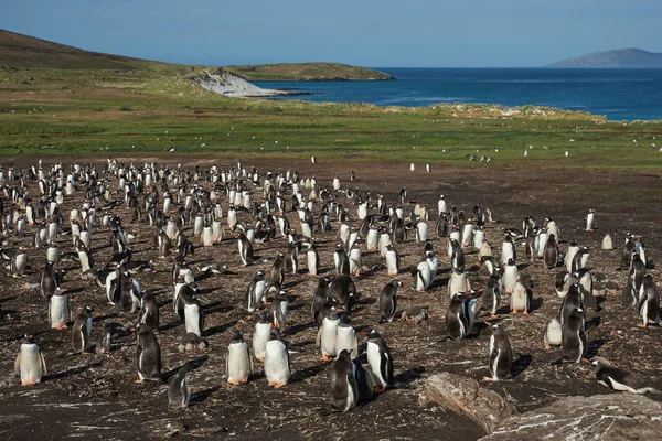 福克兰群岛Carcass岛上Gentoo Penguins Pygoscelis Papua 的繁殖地 — 图库照片
