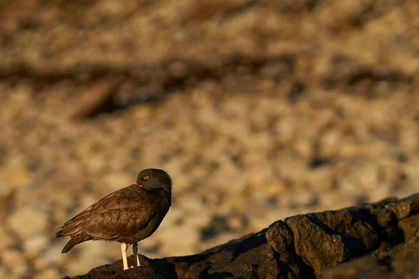 Ohniví Lovci Ústřic Haematopus Ater Skalnatém Břehu Ostrova Carcass Island — Stock fotografie