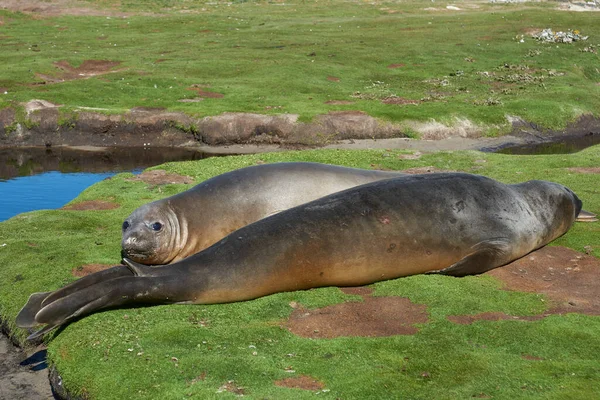福克兰群岛卡卡斯岛的南象海豹 Mirounga Leonina 陷在泥泞的溪流中 — 图库照片