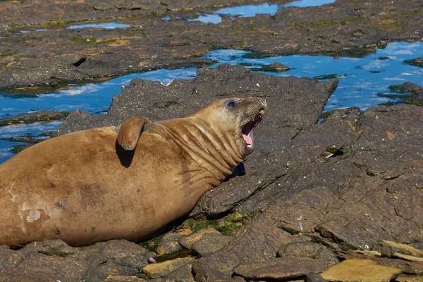 Tuleni Jižní Mirounga Leonina Pobřeží Ostrova Carcass Falklandských Ostrovech — Stock fotografie