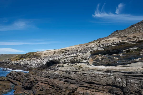 Duża Kolonia Hodowlana Imperial Shag Phalacrocorax Atriceps Albiventer Wybrzeżu Wyspy — Zdjęcie stockowe