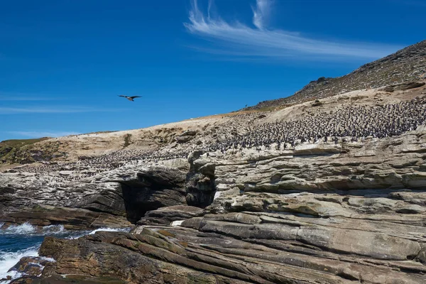 Grande Colonie Reproduction Imperial Shag Phalacrocorax Atriceps Albiventer Sur Côte — Photo