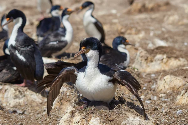 Stor Hekkekoloni Imperial Shag Phalacrocorax Atriceps Albiventer Kysten Carcass Island – stockfoto