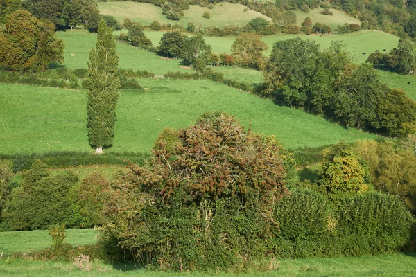 Campos Verdejantes Woolley Valley Uma Área Beleza Natural Excepcional Nas — Fotografia de Stock