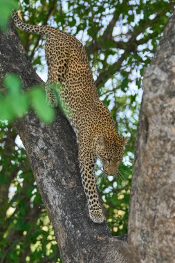 Güney Luangwa Ulusal Parkı 'ndaki bir ağaçtan inen dişi leopar (Panthera pardus)