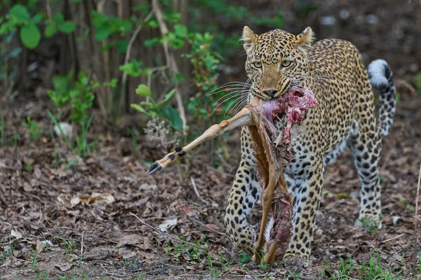 Female Leopard Panthera Pardus Carrying Part Impala Recently Hunted South — ภาพถ่ายสต็อก
