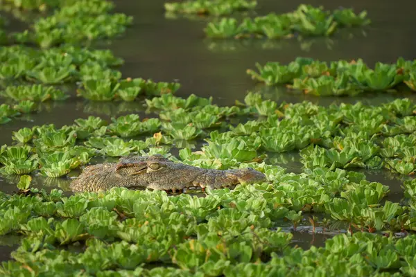 Nile Crocodile Crocodylus Niloticus Lurking Amongst Floating Water Hyacinth Shallow Royalty Free Stock Photos
