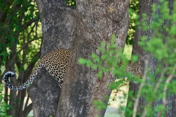Female Leopard Panthera Pardus Descending Tree South Luangwa National Park Stock Photo