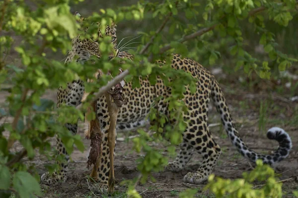 Female Leopard Panthera Pardus Carrying Part Impala Recently Hunted South รูปภาพสต็อก
